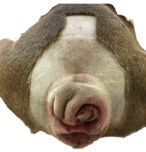 Intertrigo caudal à Pseudomonas chez un Bouledogue