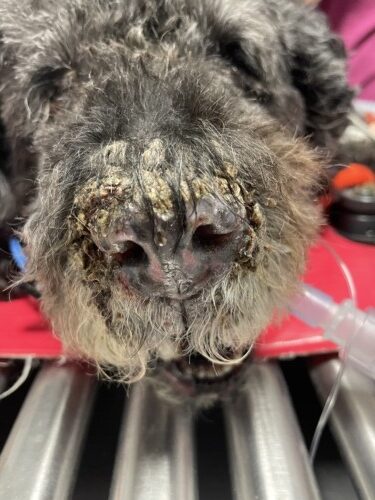 Un cas de lupus cutané nasal contrôlé par des inhibiteurs de janus kinase chez un chien Un cas de lupus cutané nasal contrôlé par des inhibiteurs de janus kinase chez un chien