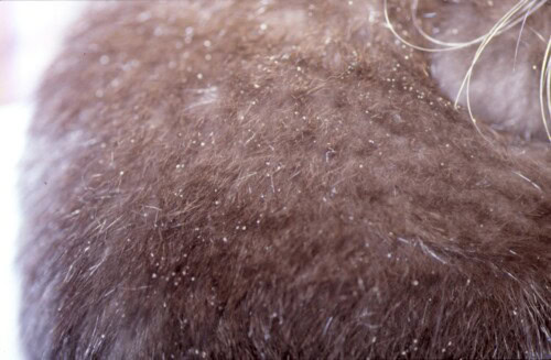 Poux sur les chats : guide complet pour les identifier et les traiter