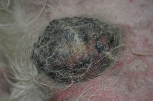 Dermatologie gériatrique du chien et du chat Dermatologie gériatrique du chien et du chat