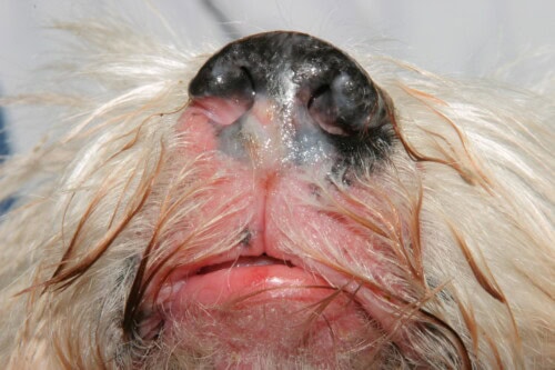 Dermatologie gériatrique du chien et du chat Dermatologie gériatrique du chien et du chat
