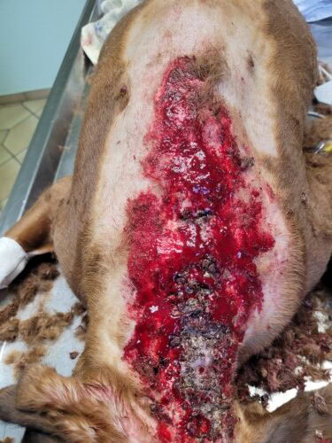Un cas de calcinose cutanee associee a un syndrome de cushing iatrogene et traitee a la colchicine