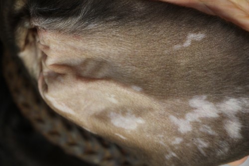 Un cas atypique de vitiligo chez un jeune braque allemand