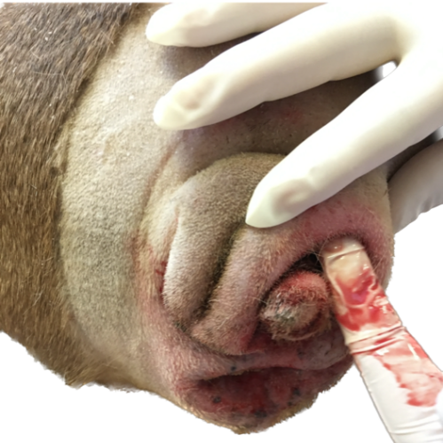 Intertrigo caudal à Pseudomonas chez un Bouledogue