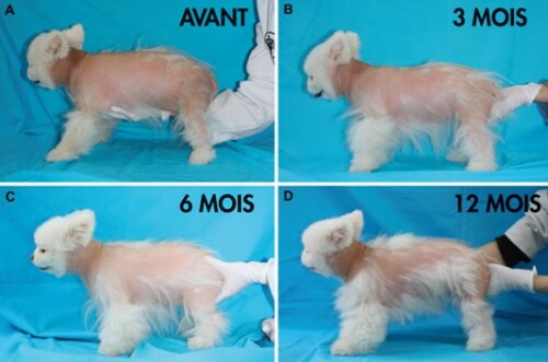 Efficacy of an oral zinc supplement along with an essential oil spot-on in Pomeranian dogs with hair cycle arrest (alopecia X): an open label pilot study