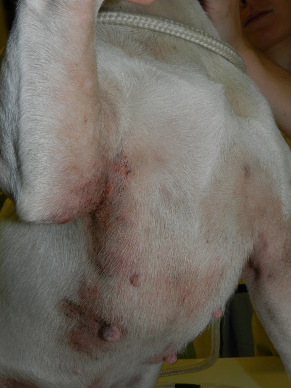 Annonce Virbac - Un cas de dermatite atopique canine chez un Bouledogue français
