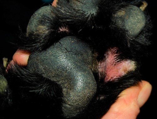 Annonce Virbac - Gestion locale et simple d’une pododermatite chez un jeune labrador allergique Annonce Virbac - Gestion locale et simple d’une pododermatite chez un jeune labrador allergique