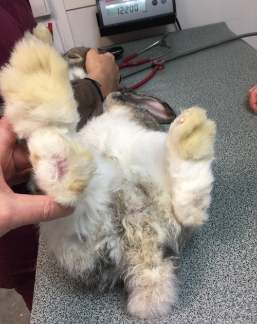 Pododermatite chez un lapin nain Pododermatite chez un lapin nain