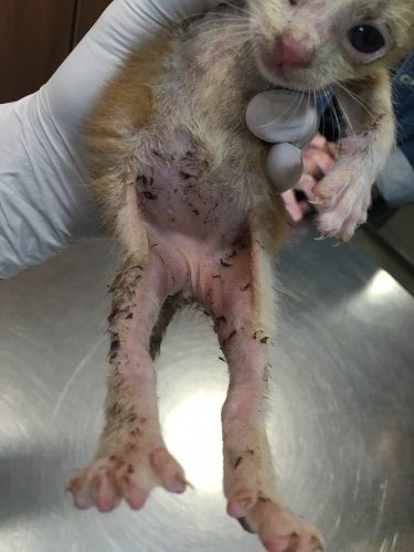 Un cas de pyodermite chez une portée de chatons : utilisation de DOUXO® Pyo Mousse Un cas de pyodermite chez une portée de chatons : utilisation de DOUXO® Pyo Mousse