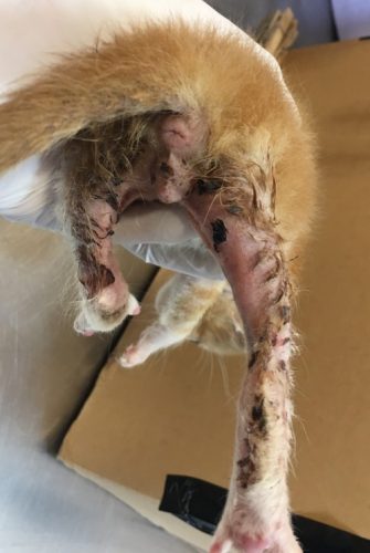 Un cas de pyodermite chez une portée de chatons : utilisation de DOUXO® Pyo Mousse Un cas de pyodermite chez une portée de chatons : utilisation de DOUXO® Pyo Mousse