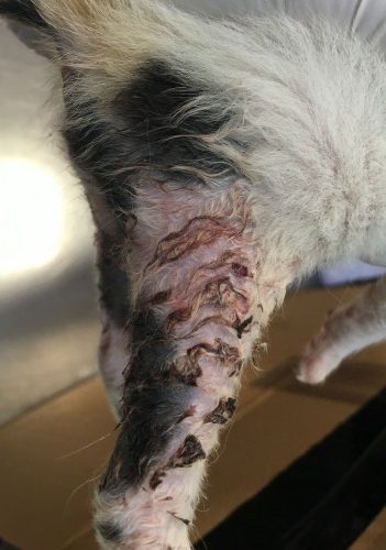 Un cas de pyodermite chez une portée de chatons : utilisation de DOUXO® Pyo Mousse Un cas de pyodermite chez une portée de chatons : utilisation de DOUXO® Pyo Mousse