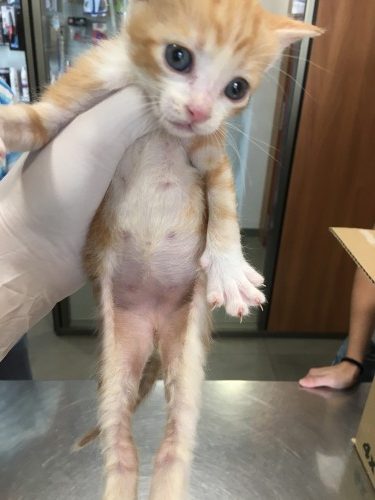 Un cas de pyodermite chez une portée de chatons : utilisation de DOUXO® Pyo Mousse Un cas de pyodermite chez une portée de chatons : utilisation de DOUXO® Pyo Mousse