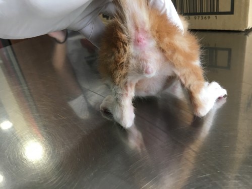 Un cas de pyodermite chez une portée de chatons : utilisation de DOUXO® Pyo Mousse Un cas de pyodermite chez une portée de chatons : utilisation de DOUXO® Pyo Mousse