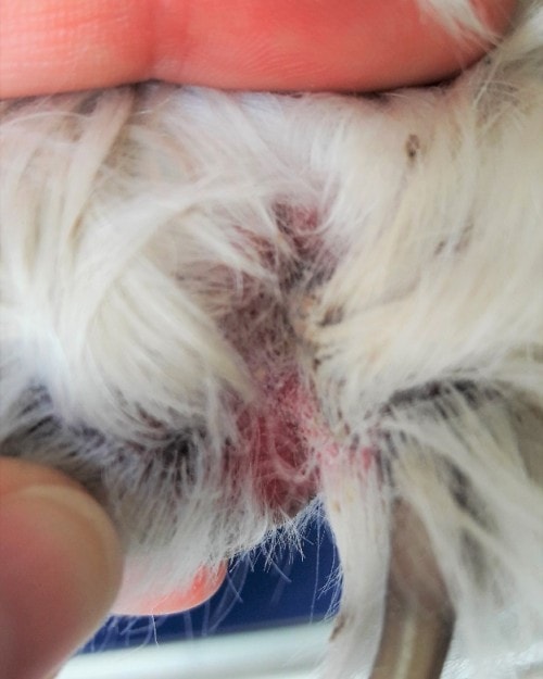 Gestion au long cours de la dermatite atopique canine avec DOUXO® CALM Mousse Gestion au long cours de la dermatite atopique canine avec DOUXO® CALM Mousse