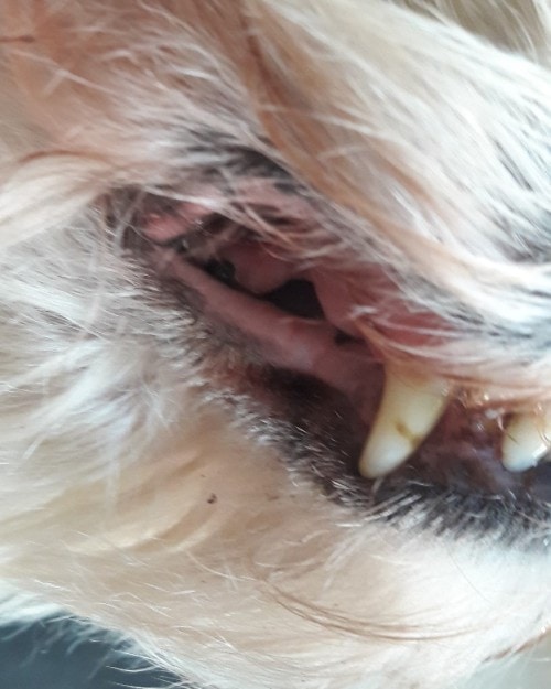 Gestion au long cours de la dermatite atopique canine avec DOUXO® CALM Mousse Gestion au long cours de la dermatite atopique canine avec DOUXO® CALM Mousse