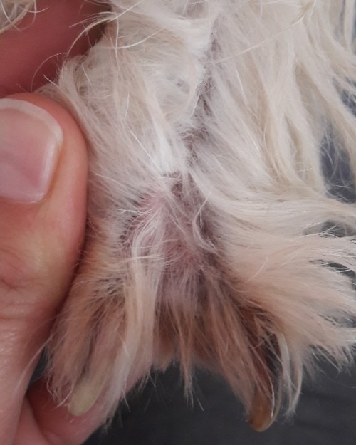 Gestion au long cours de la dermatite atopique canine avec DOUXO® CALM Mousse Gestion au long cours de la dermatite atopique canine avec DOUXO® CALM Mousse