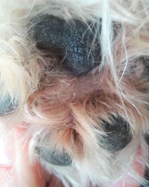 Gestion au long cours de la dermatite atopique canine avec DOUXO® CALM Mousse Gestion au long cours de la dermatite atopique canine avec DOUXO® CALM Mousse