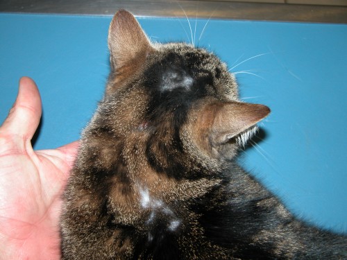 Gestion d’un cas de prurit cervico-facial avec l’aliment virbac veterinary HPM® A2 Gestion d’un cas de prurit cervico-facial avec l’aliment virbac veterinary HPM® A2