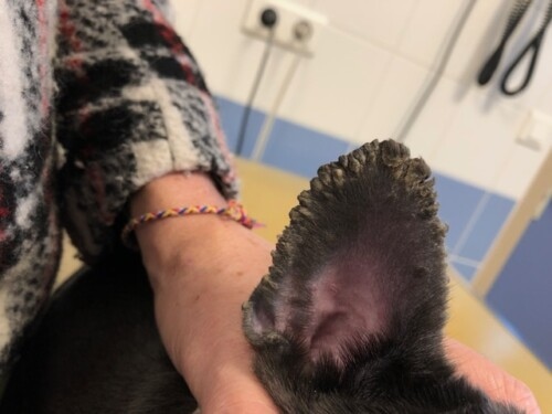 Un cas inhabituel d’hyperkératose des pavillons chez un chiot bouledogue français