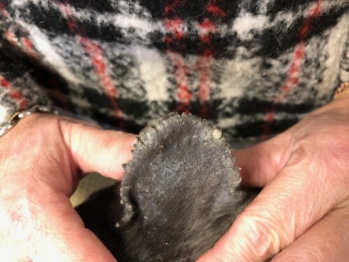 Un cas inhabituel d’hyperkératose des pavillons chez un chiot bouledogue français