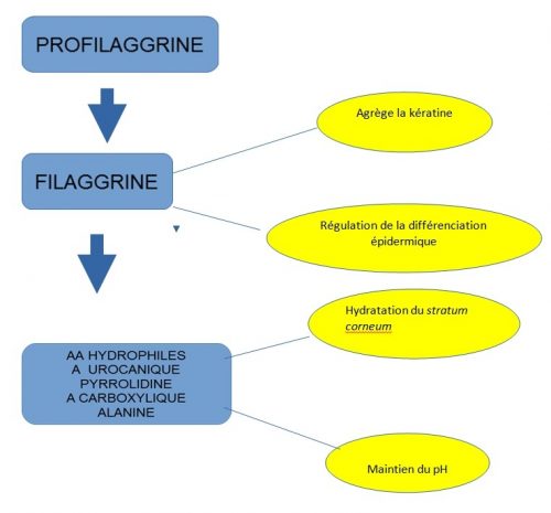 Dermo-cosmetique : Quelle composition choisir? Dermo-cosmetique : Quelle composition choisir?