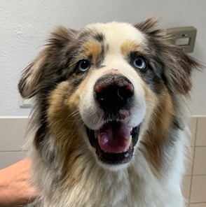 Un cas de Pemphigus érythémateux canin chez un Berger australien