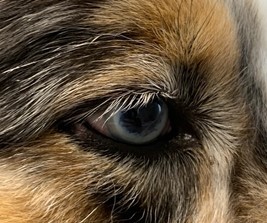Un cas de Pemphigus érythémateux canin chez un Berger australien