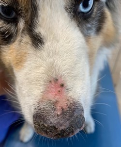 Un cas de Pemphigus érythémateux canin chez un Berger australien