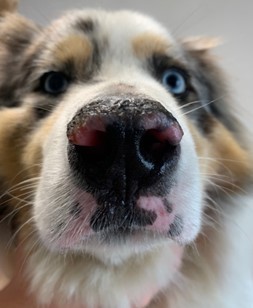 Un cas de Pemphigus érythémateux canin chez un Berger australien
