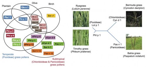 Réflexion sur les allergènes des pollens de graminées et leur réactivité croisée.