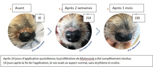 Gestion d’une forme localisée de prolifération à Malassezia chez un chien à l’aide d’une application quotidienne de pads à base d’ophytrium et de chlorhexidine 3% Gestion d’une forme localisée de prolifération à Malassezia chez un chien à l’aide d’une application quotidienne de pads à base d’ophytrium et de chlorhexidine 3%