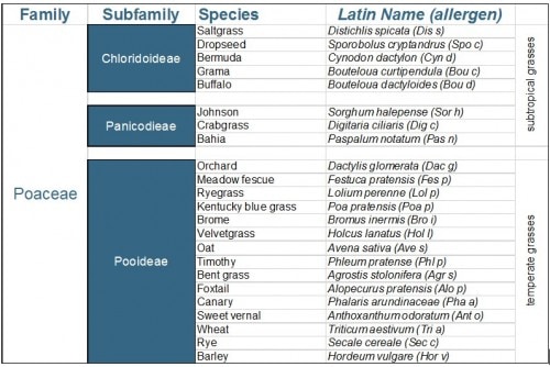 Réflexion sur les allergènes des pollens de graminées et leur réactivité croisée.