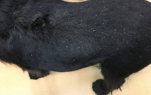 Cas clinique CEVA : Soins topiques : s’adapter au chien … et à son propriétaire ! Cas clinique CEVA : Soins topiques : s’adapter au chien … et à son propriétaire !