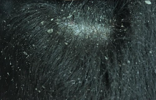 Cas clinique CEVA : Soins topiques : s’adapter au chien … et à son propriétaire ! Cas clinique CEVA : Soins topiques : s’adapter au chien … et à son propriétaire !