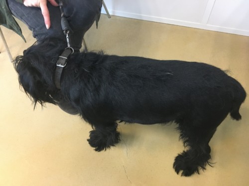 Cas clinique CEVA : Soins topiques : s’adapter au chien … et à son propriétaire ! Cas clinique CEVA : Soins topiques : s’adapter au chien … et à son propriétaire !
