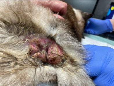 Un cas de prurit anal chez un chat