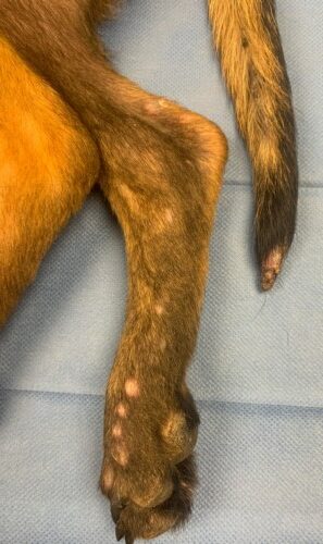 Un cas de dermatomyosite chez un Berger Malinois
