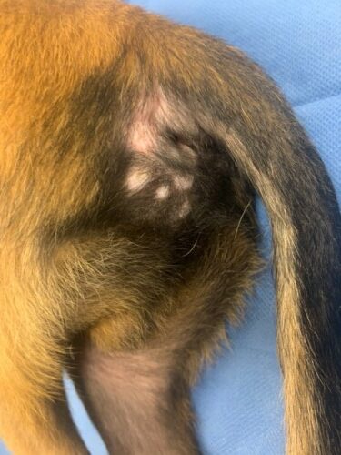Un cas de dermatomyosite chez un Berger Malinois