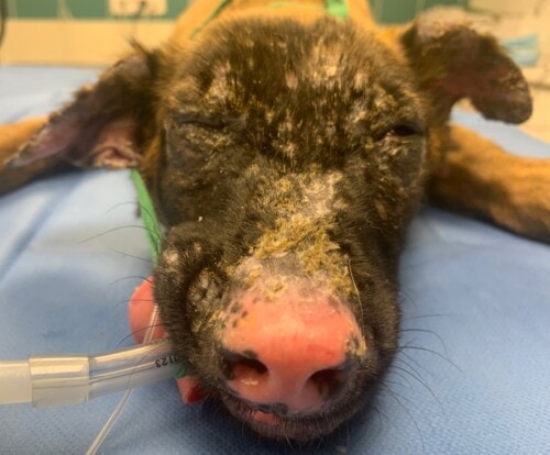 Un cas de dermatomyosite chez un Berger Malinois