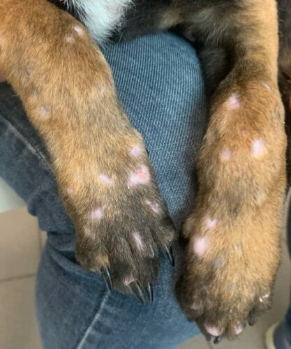 Un cas de dermatomyosite chez un Berger Malinois