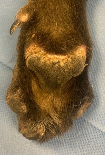 Un cas de dermatomyosite chez un Berger Malinois