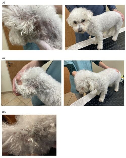 Quelques cas de Séborrhée Canine par le Laboratoire Dermoscent