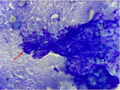 Un cas de calcinose circonscrite chez un chiot Berger allemand