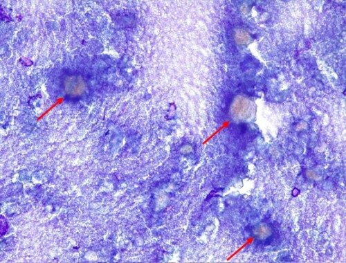 Un cas de calcinose circonscrite chez un chiot Berger allemand