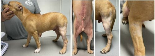 Utilisation d’ATOP 7® Hydra Spray dans la gestion multimodale d’une dermatite atopique canine d’apparition précoce Utilisation d’ATOP 7® Hydra Spray dans la gestion multimodale d’une dermatite atopique canine d’apparition précoce