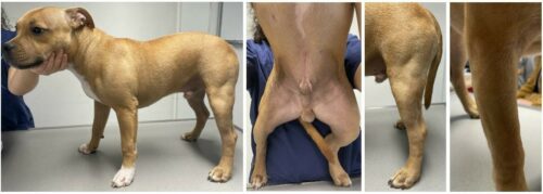 Utilisation d’ATOP 7® Hydra Spray dans la gestion multimodale d’une dermatite atopique canine d’apparition précoce Utilisation d’ATOP 7® Hydra Spray dans la gestion multimodale d’une dermatite atopique canine d’apparition précoce