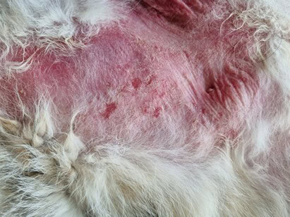Un cas d'hamartome basaloide chez un chat
