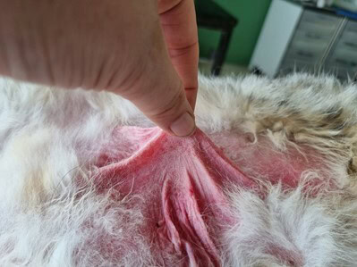 Un cas d'hamartome basaloide chez un chat