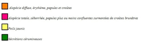 Prurit chez un chat : quand ce n’est pas les puces …