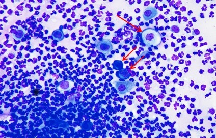 Un cas de pemphigus foliacé chez un chat